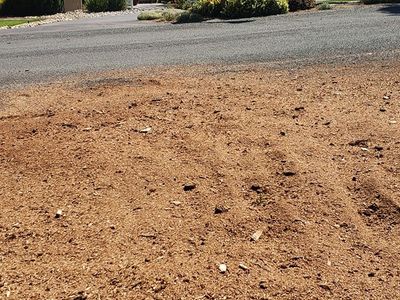 Professional surface root removal service in Auburn, CA