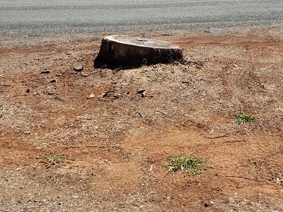 Professional tree removal & cleanup service in Auburn, CA