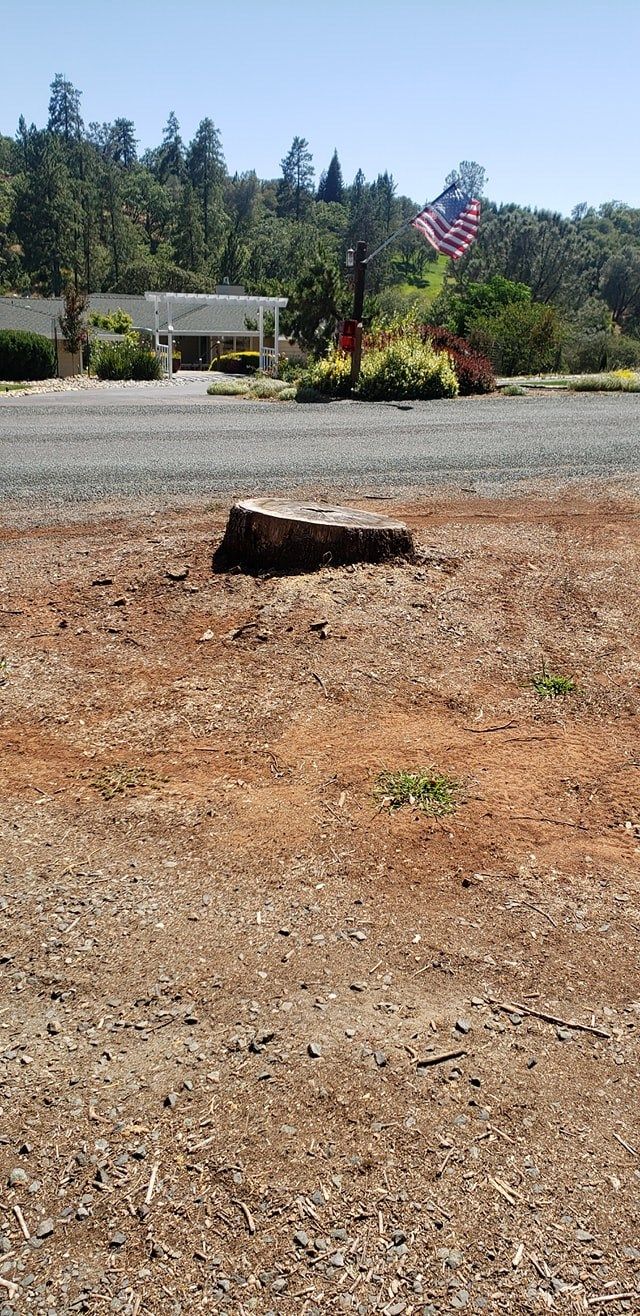 Large freshly cut stump beside a road, with a house, flag, and hillside behind it