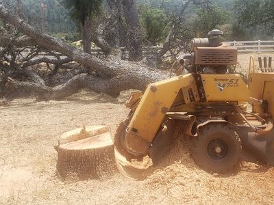 Professional stump grinding service in Auburn, CA