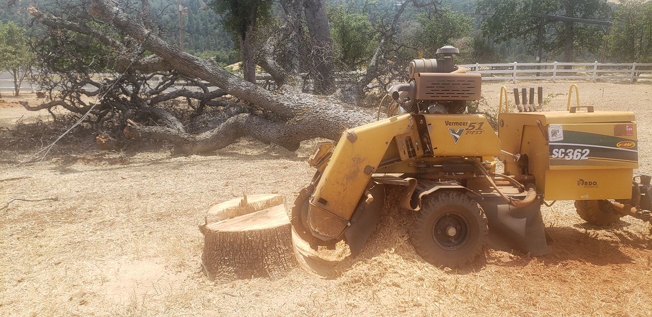 Yellow Vermeer SC362 grinding an oak stump in dry grass beside a fallen oak and a white rail fence